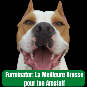 un American Staffordshire Terrier, également appelé Amstaff, avec un pelage marron et blanc. Le chien a une expression joyeuse, la bouche ouverte et la langue pendante, donnant l’impression qu’il sourit. En bas de l’image, un texte est affiché : “Furminator: La Meilleure Brosse pour ton Amstaff” sur un fond vert. L’image est utilisée pour promouvoir l’efficacité de la brosse Furminator pour entretenir le pelage de l’Amstaff.