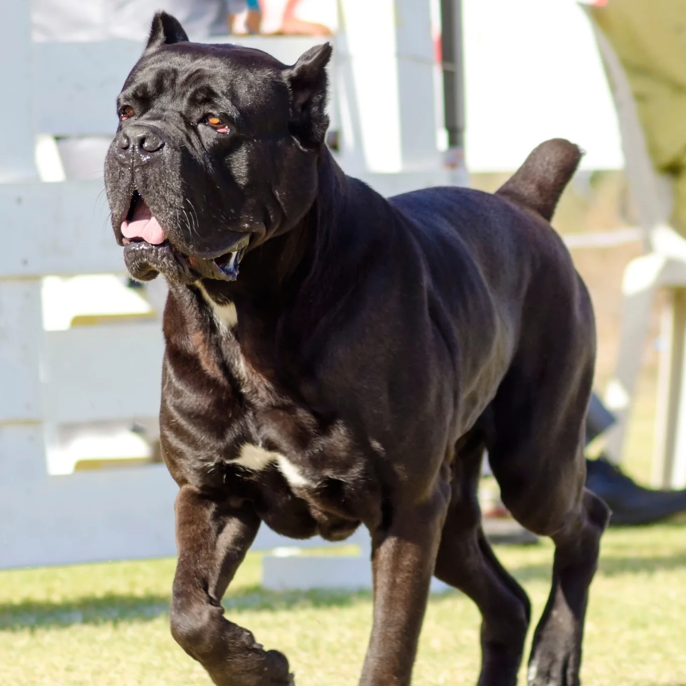 Brossage d'un Cane Corso