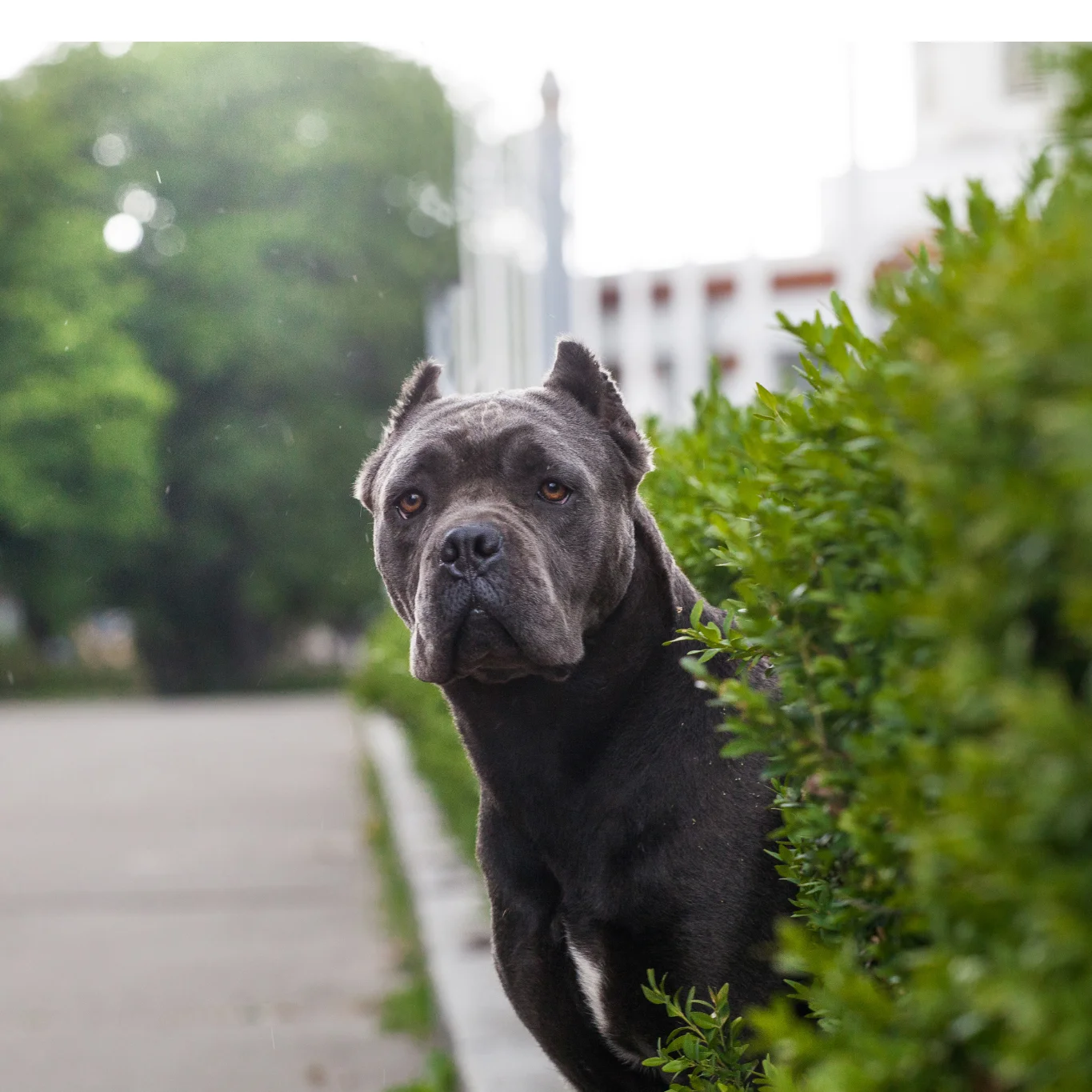 Cane Corso majestueux